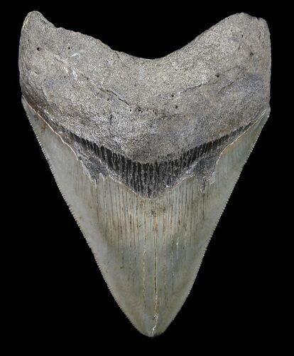 Serrated, Megalodon Tooth - Georgia #72805